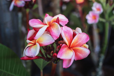 Close-up of pink flowering plant