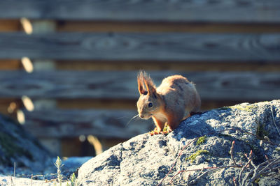 Close-up of squirrel on rock