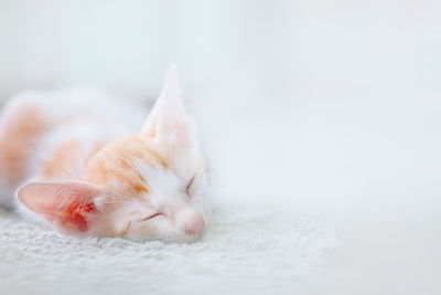 Close-up of cat sleeping