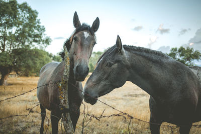 Close-up of horses on field against sky