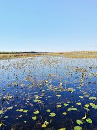 Scenic view of lake against clear blue sky