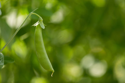 Close-up of fresh green plant