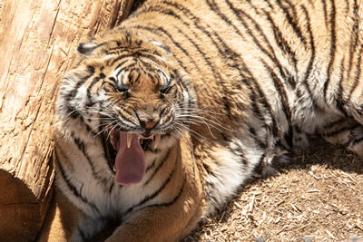 Close-up portrait of a cat