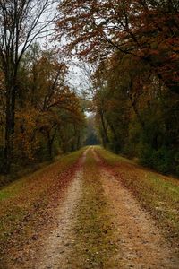 Road amidst trees in forest during autumn