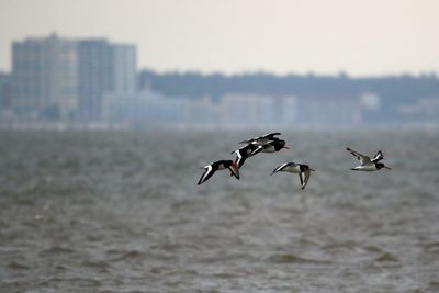 Close-up of birds flying over water