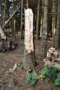 Trees growing in forest