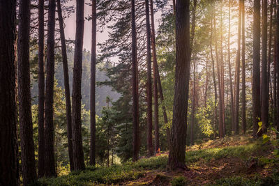 Trees in forest