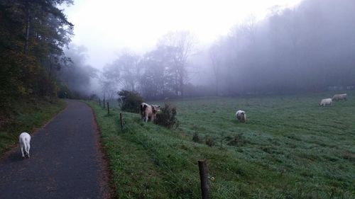 Cows grazing on field during foggy weather