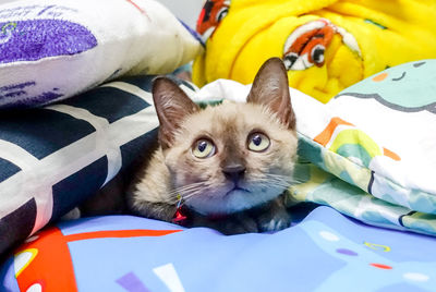 Portrait of cat relaxing on bed
