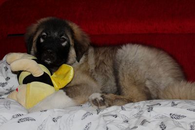 View of a dog resting at home