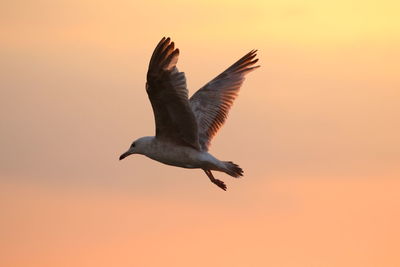 Low angle view of bird flying against orange sky during sunset 