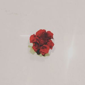 Close-up of red rose over white background