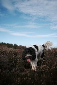 Dog in a field