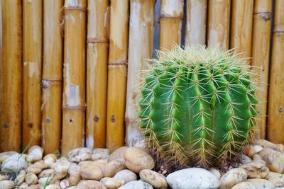 Close-up of cactus