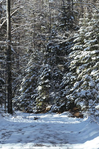 Snow covered land and trees in forest