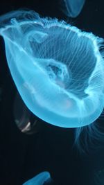 Close-up of jellyfish swimming in sea