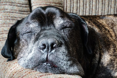 Close-up of dog sleeping