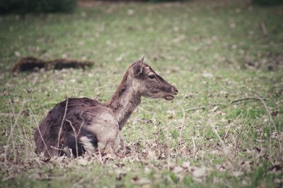 Side view of deer on land