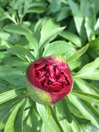 Close-up of red rose flower