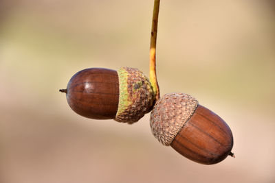 Close-up of snail on wood