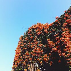 Low angle view of flowers against clear blue sky