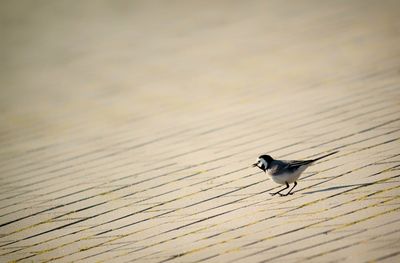 High angle view of bird perching on wooden plank