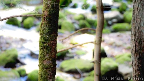 Close-up of moss growing on tree trunk