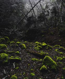 Moss on tree trunk