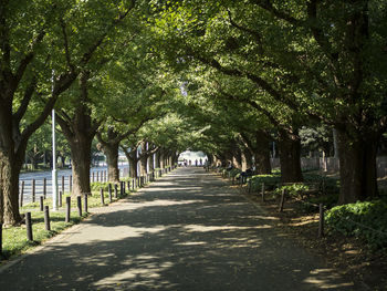 Trees in sunlight