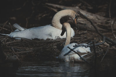 Swan floating on lake