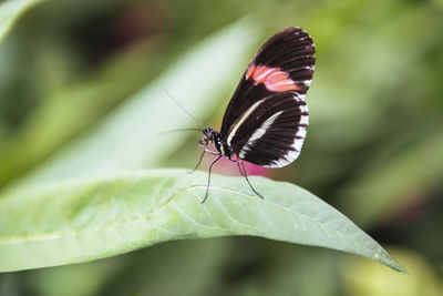 Close-up of butterfly on leaf