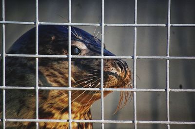 Close-up of seal in cage seen through metal fence