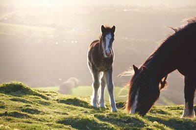 Horses grazing on field against sky