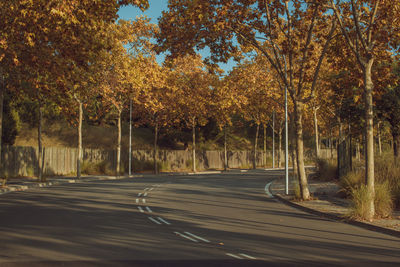 Road amidst trees during autumn