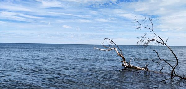 Driftwood on sea against sky