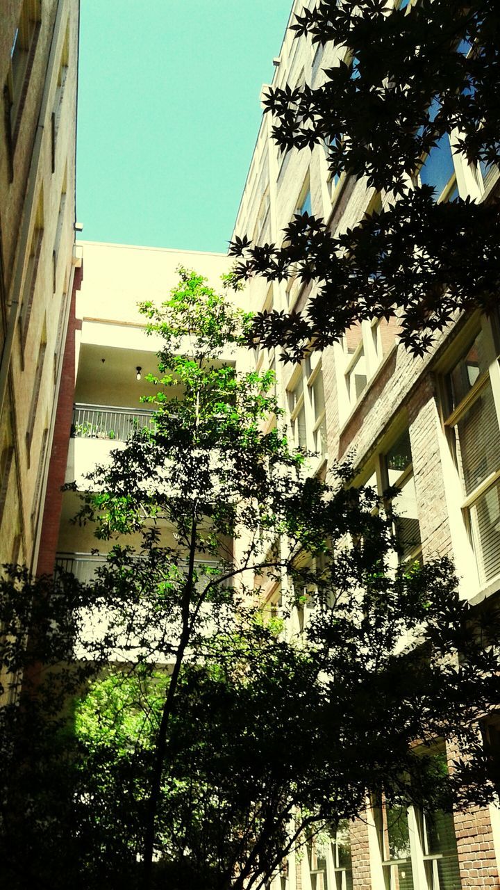 architecture, building exterior, built structure, low angle view, tree, growth, clear sky, building, residential building, residential structure, window, plant, city, day, sky, sunlight, outdoors, house, no people, balcony