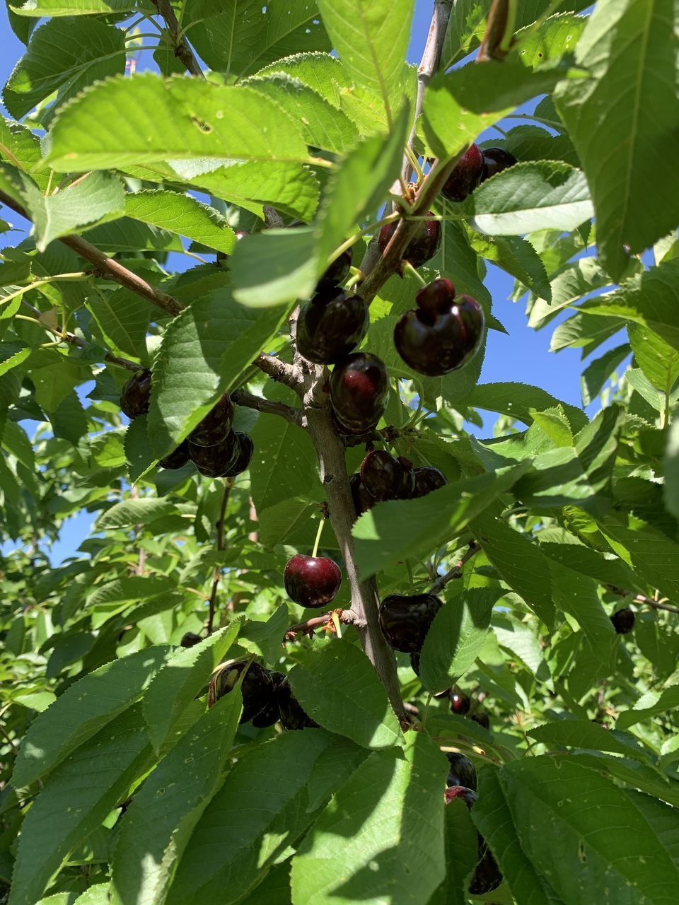 LOW ANGLE VIEW OF BERRIES ON TREE