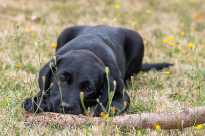 Portrait of an 11 week old black labrador puppy playing with a stick in the garden