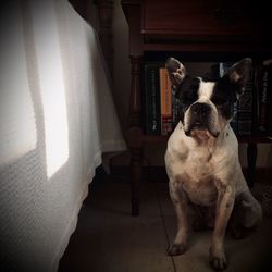 Dog looking away while sitting on window at home