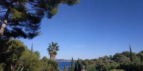 Panoramic shot of trees against clear blue sky
