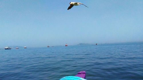 Birds flying over sea against clear sky