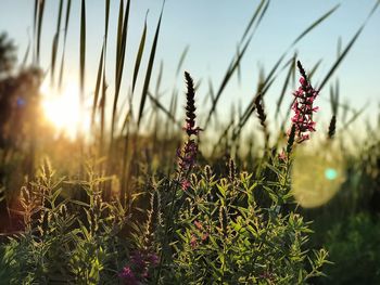 Close-up of plants growing on field against sky