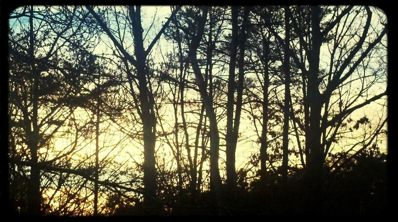 #trees #sunlight #sunset #calm day