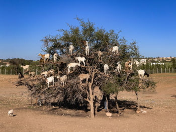 Scenic view of field against clear blue sky