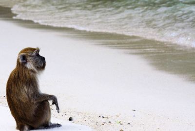 Lion sitting on shore at beach