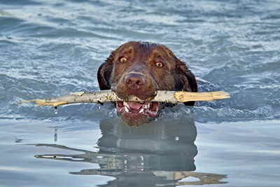 Portrait of dog in a lake