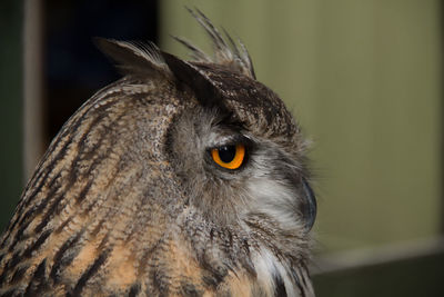 Close-up of eagle owl