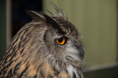 Close-up of owl