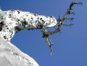 Low angle view of icicles against clear blue sky