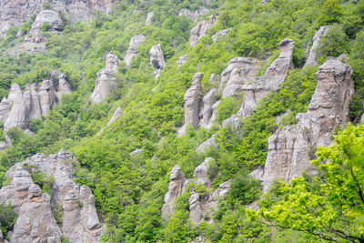 Plants growing on rocks